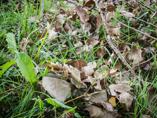 Natural background of grass and dry branches.
