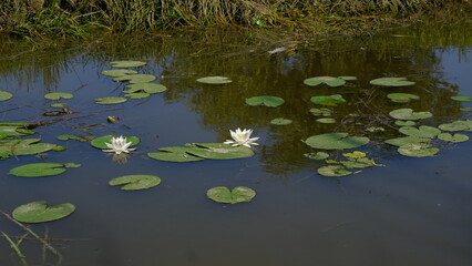 Obraz na płótnie Canvas Water lilies on a river in Russia