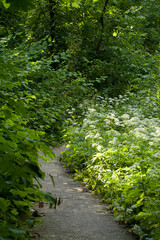 path in a green sunny forest or park among dense grass, flowering dreams and lush shrubs and trees