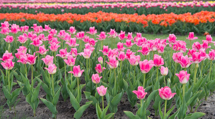 Gifts of nature. Blossoming tulip fields. spring landscape park. country of tulip. beauty of blooming field. Hollands tulip bloom in spring season orangery. group of holiday tulip flowerbed