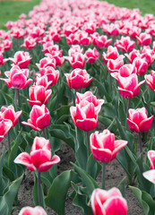 Holland during spring. Amazing summer. Colorful field of tulips, Netherlands. bulb fields in springtime. harmony in meditation. nature is humans anti-stress. Beautiful pink tulip fields