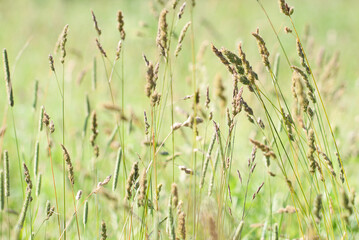 blooming and fading fluffy spikelets and panicles of grass in a summer sunny field