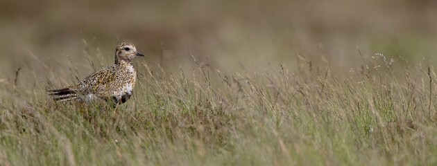 Golden Plover