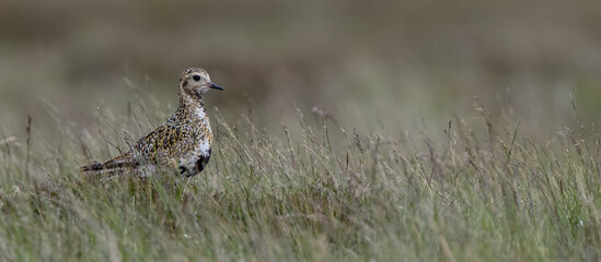 Golden Plover