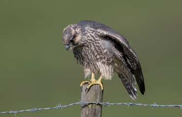 Peregrine Falcon Juvenile on Post