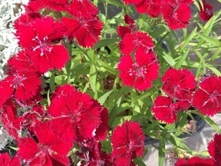 赤い花のアメリカナデシコ