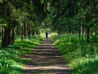 Fototapeta premium Runner on a shady forest path. Summer runs in nature