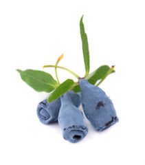 Fresh honeysuckle blue berry fruits with leaf, isolated on white background.