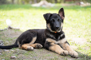 a shepherd puppy in a red collar lies on the ground