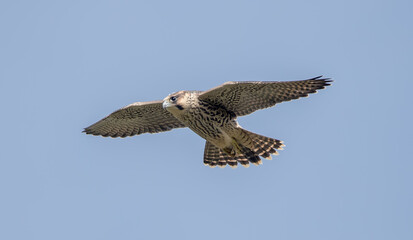 Peregrine Falcon Flying