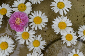 Fototapeta na wymiar Daisies in a water basin