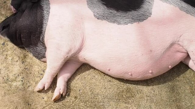 Fat mother pig swine sleeping Focus on firmly nipples big belly and feet agricultural farm
