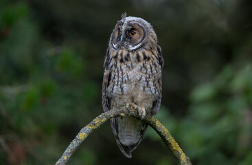 Long Eared Owl Perched