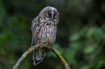 Long Eared Owl Perched