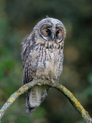 Long Eared Owl Perched