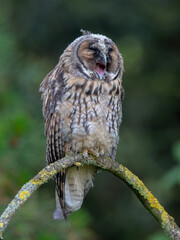 Long Eared Owl Perched