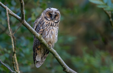 Long Eared Owl Perched