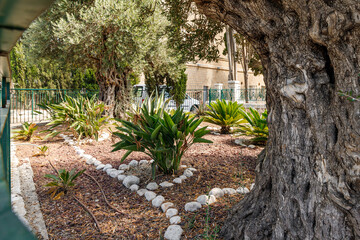 The garden of the Stella Maris Monastery which is located on Mount Carmel in Haifa city in northern Israel - obrazy, fototapety, plakaty
