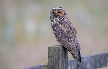 Long Eared Owl Perched