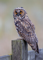 Long Eared Owl Perched