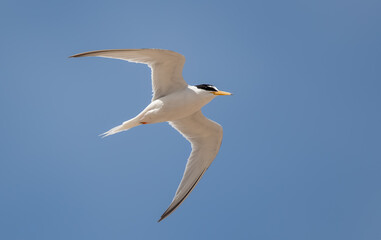 Little Tern