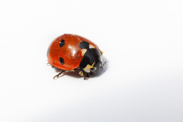 macro closeup of ladybird or ladybug isolated