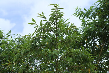 Obraz premium Litsea cubeba Pers. seeds are used to produce essential oils.
