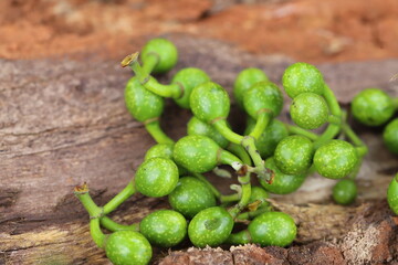 Litsea cubeba Pers. seeds are used to produce essential oils.