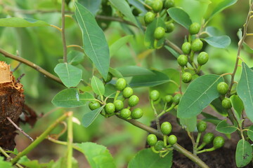 Litsea cubeba Pers. seeds are used to produce essential oils.