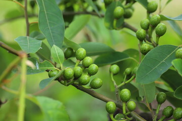 Litsea cubeba Pers. seeds are used to produce essential oils.