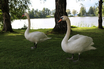 A pair of swans walking on the grass in a Park in the city of Lahti. Finland.