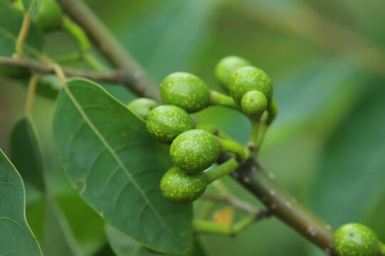 Litsea cubeba Pers. seeds are used to produce essential oils.
