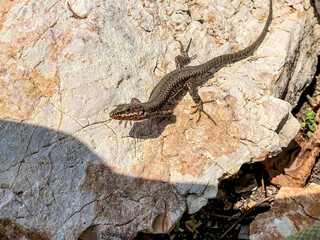 a lizard on the rock