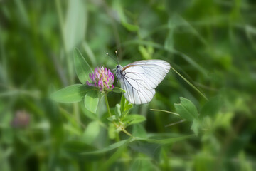 Butterfly in natural habitat (Aporia crataegi)