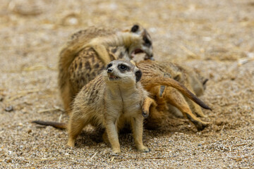 Young meerkats playing with each other