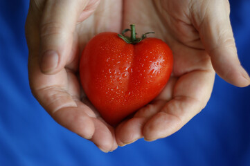 human heart sketch. heart-shaped tomato in the hands of an old woman