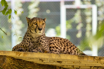 Cheetah resting on the platform in ZOO on a summer afternoon