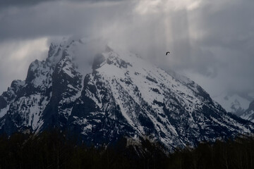 Fototapeta na wymiar Osprey (Pandion haliaetus) & Tetons on stormy day; Grand Teton NP; Wyoming