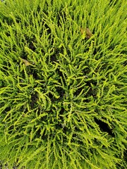 green erica background