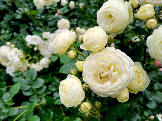 white roses in a garden