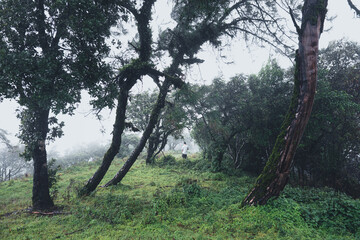 Trees and green forest entrances in the rainy season