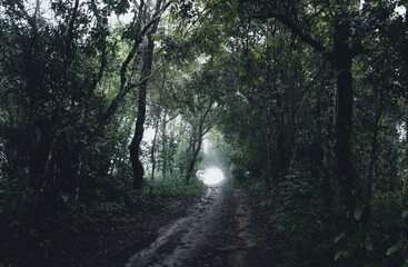 Trees and green forest entrances in the rainy season
