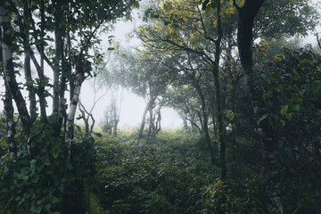 Trees and green forest entrances in the rainy season