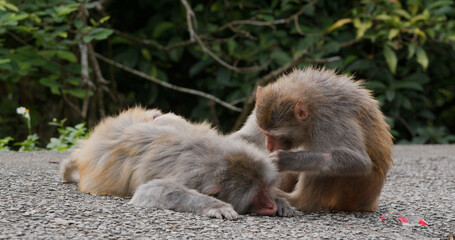 Monkey helps delousing each other