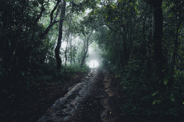 Fototapeta premium Trees and green forest entrances in the rainy season