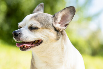 Naklejka na ściany i meble Chihuahua breed dog on nature on a sunny day.