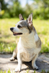 Naklejka na ściany i meble Chihuahua breed dog on nature on a sunny day.