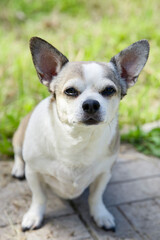 Obraz premium Chihuahua dog on nature on a summer day.