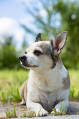 Naklejka na ściany i meble Chihuahua dog on nature on a summer day.