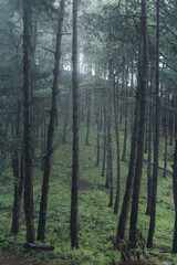 Fototapeta premium Trees and green forest entrances in the rainy season